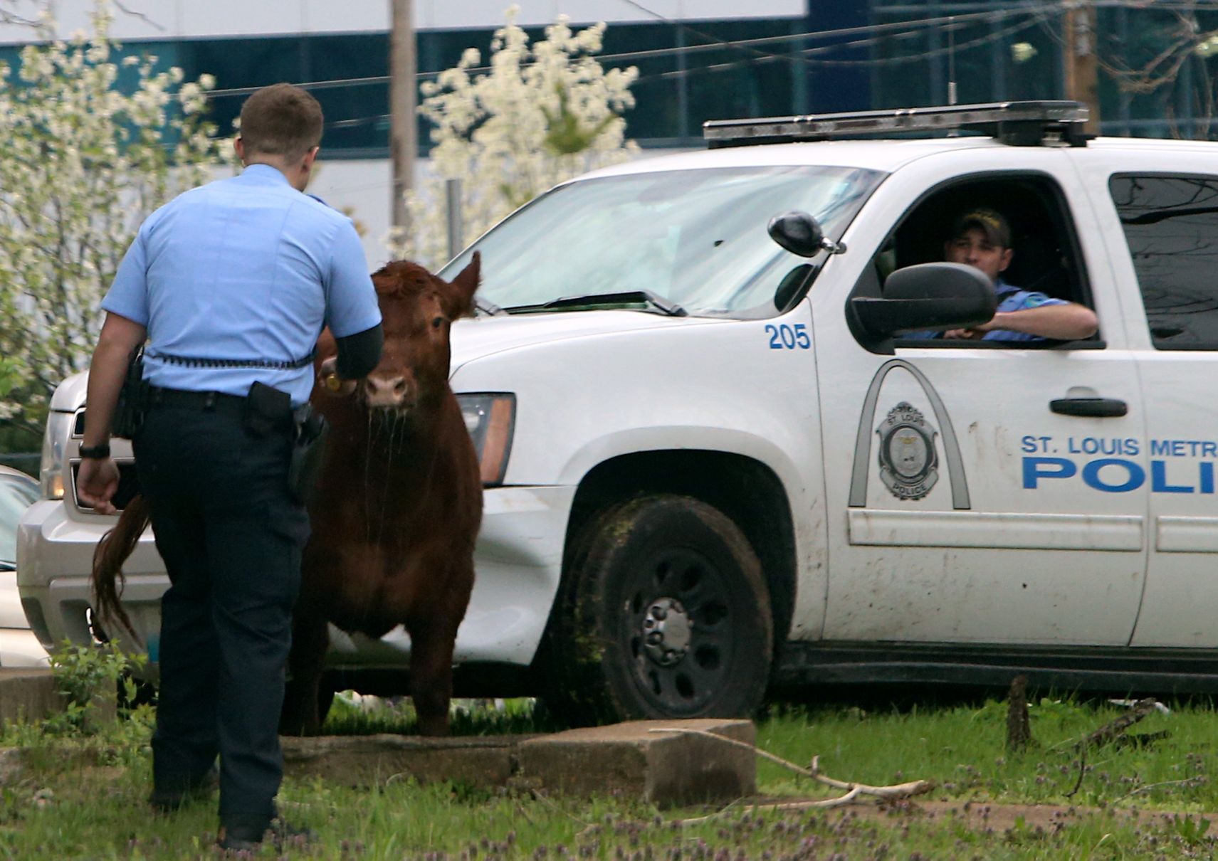 Steer breaks for freedom